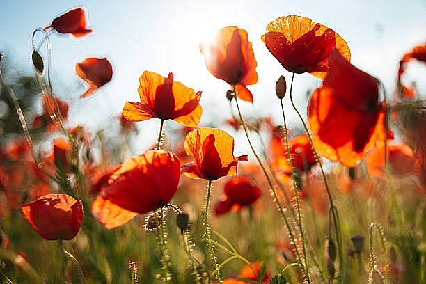 Tử vi ngày 22/6/2023: Tuổi Sửu bước tiến rõ rệt, tuổi Dần nhiều điều bất trắc Tử vi ngày 22/6/2023: Tuổi Sửu bước tiến rõ rệt, tuổi Dần nhiều điều bất trắc