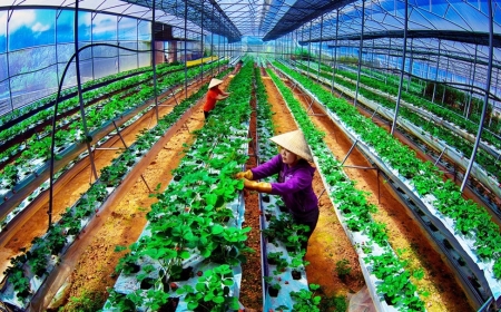Chuyển đổi số để phát triển nông nghiệp công nghệ cao theo hướng đa chức năng, kinh tế tuần hoàn