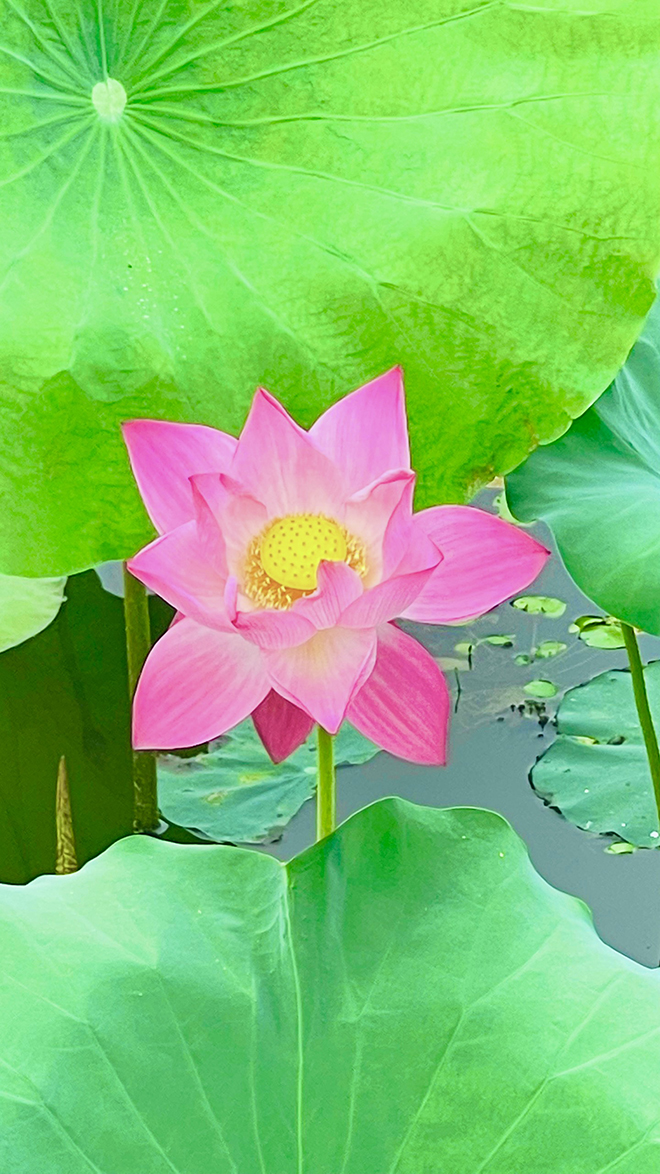 Mùa sen Vân Hội