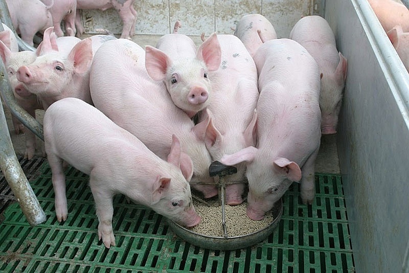 Giá heo hơi hôm nay 24/6: Ổn định ở cả 3 miền