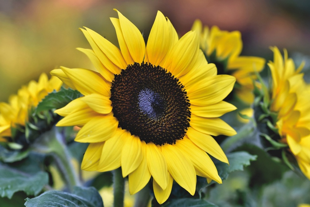 Tử vi ngày 26/6/2023 của 12 cung hoàng đạo: Sư Tử vui vẻ, Song Ngư tự tin Tử vi ngày 26/6/2023 của 12 cung hoàng đạo: Sư Tử vui vẻ, Song Ngư tự tin