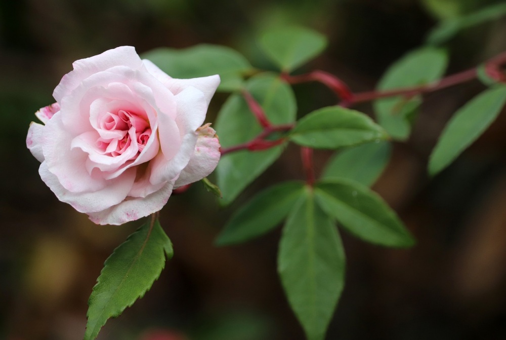 Tử vi ngày 26/6/2023 của 12 cung hoàng đạo: Sư Tử vui vẻ, Song Ngư tự tin Tử vi ngày 26/6/2023 của 12 cung hoàng đạo: Sư Tử vui vẻ, Song Ngư tự tin