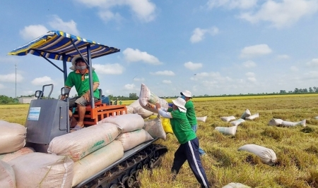 Tin tức kinh tế ngày 25/6: Giá gạo xuất khẩu tiếp tục tăng