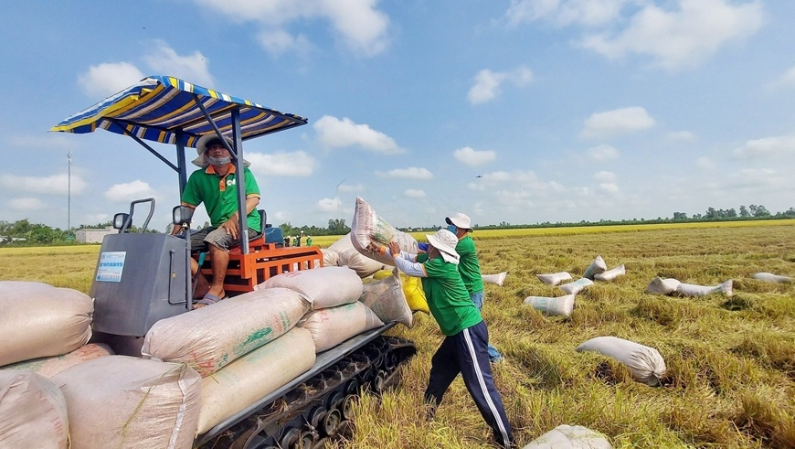 Tin tức kinh tế ngày 25/6: Giá gạo xuất khẩu tiếp tục tăng