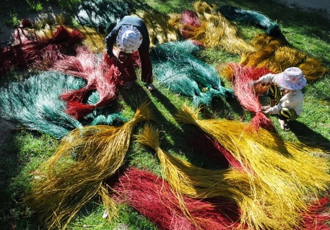 Đẹp nao lòng mùa thu hoạch cói ở Kim Sơn – Ninh Bình