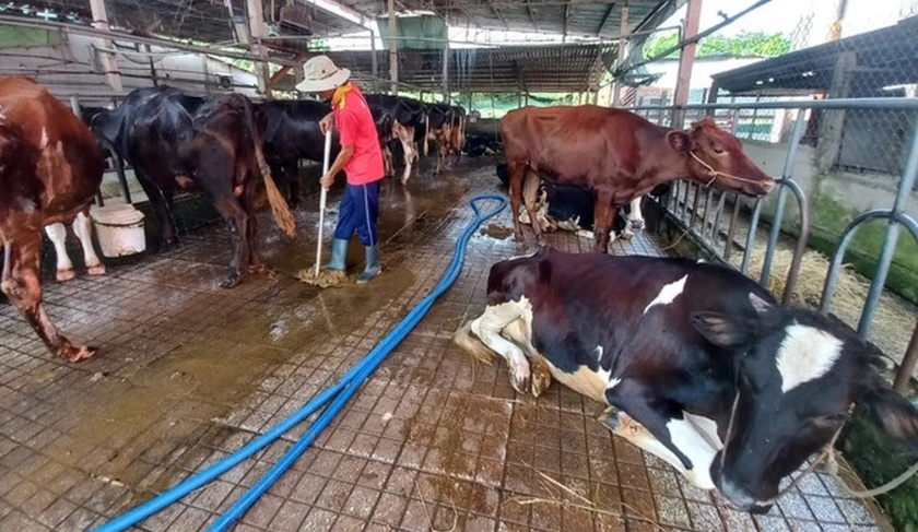 Loài vật từng "vắt ra tiền" nay thành gánh nặng của người nuôi
