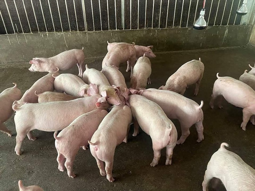 Giá heo hơi hôm nay 28/6: Tăng cao nhất 3.000 đồng