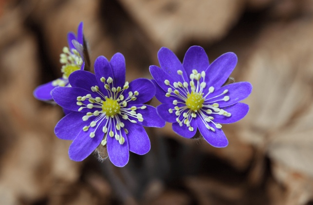 Tử vi ngày 29/6/2023: Tuổi Mão quyết định sai lầm, tuổi Tuất quyết tâm lên cao