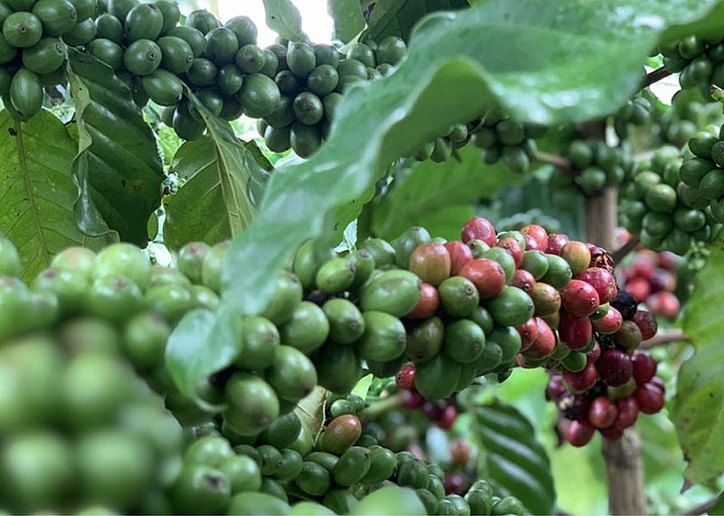Giá cà phê hôm nay 29/6: Tăng nhẹ