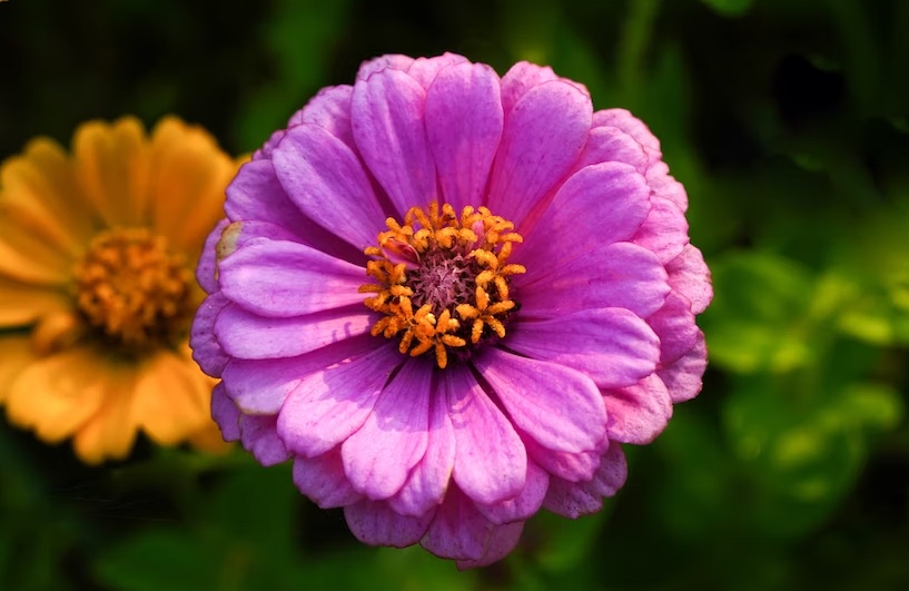 Tử vi ngày 1/7/2023 của 12 cung hoàng đạo: Bạch Dương dũng cảm, Sư Tử tự tin