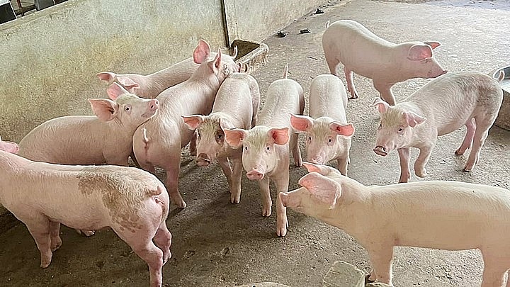 Giá heo hơi hôm nay 30/6: Tăng rải rác tại một số địa phương