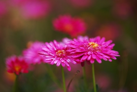 Tử vi ngày 5/7/2023: Tuổi Tỵ xởi lởi trời cho, tuổi Dậu may mắn chiếu cố