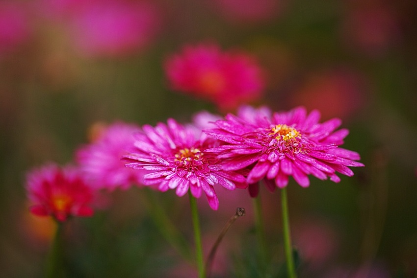 Tử vi ngày 5/7/2023: Tuổi Tỵ xởi lởi trời cho, tuổi Dậu may mắn chiếu cố Tử vi ngày 5/7/2023: Tuổi Tỵ xởi lởi trời cho, tuổi Dậu may mắn chiếu cố