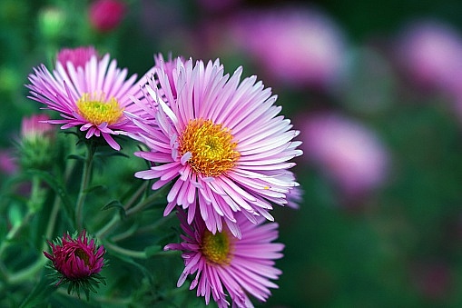 Tử vi ngày 5/7/2023: Tuổi Tỵ xởi lởi trời cho, tuổi Dậu may mắn chiếu cố Tử vi ngày 5/7/2023: Tuổi Tỵ xởi lởi trời cho, tuổi Dậu may mắn chiếu cố