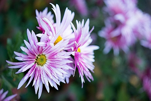 Tử vi ngày 5/7/2023: Tuổi Tỵ xởi lởi trời cho, tuổi Dậu may mắn chiếu cố Tử vi ngày 5/7/2023: Tuổi Tỵ xởi lởi trời cho, tuổi Dậu may mắn chiếu cố