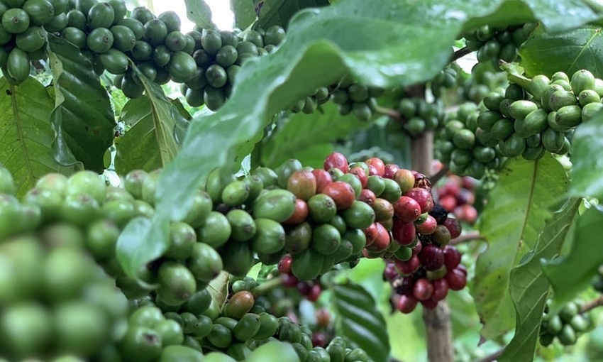 Giá cà phê hôm nay 6/7: Thị trường trong nước biến động nhẹ