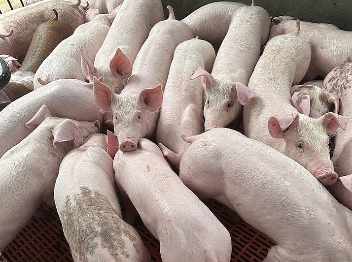 Giá heo hơi hôm nay 6/7: Ghi nhận tăng cao nhất 2.000 đồng/kg