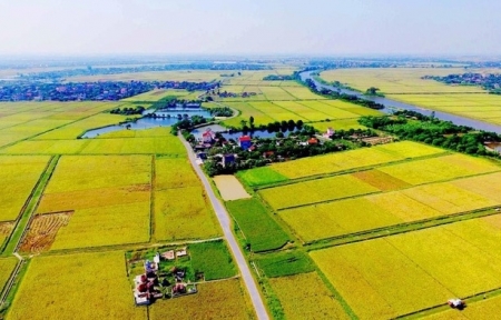 Tin bất động sản ngày 7/7: TP HCM được chuyển mục đích sử dụng đất trồng lúa dưới 500 ha