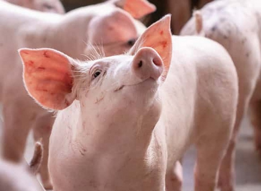 Giá heo hơi hôm nay 7/7: Đi ngang trên diện rộng