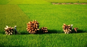 Làng nghề đan đó Thủ Sỹ