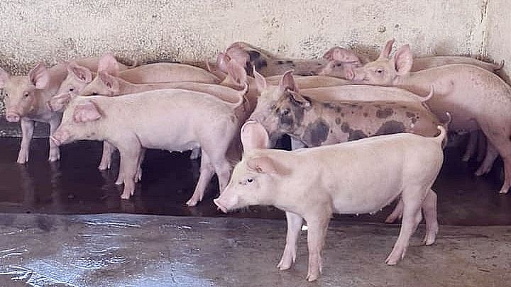Giá heo hơi hôm nay 17/7: Đi ngang trên diện rộng