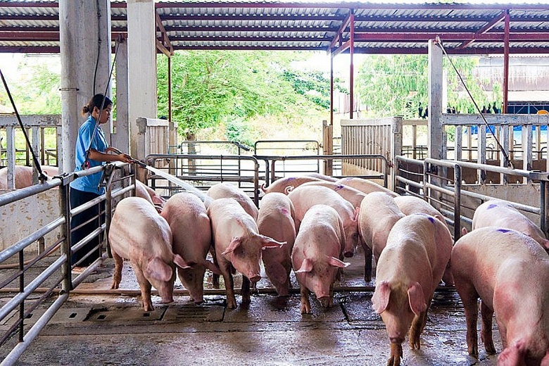 Giá heo hơi hôm nay 23/7: Miền Bắc giảm cao nhất 3.000 đồng