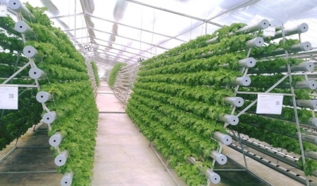 Phấn đấu đến năm 2025, có trên 3.000 hợp tác xã nông nghiệp ứng dụng công nghệ cao