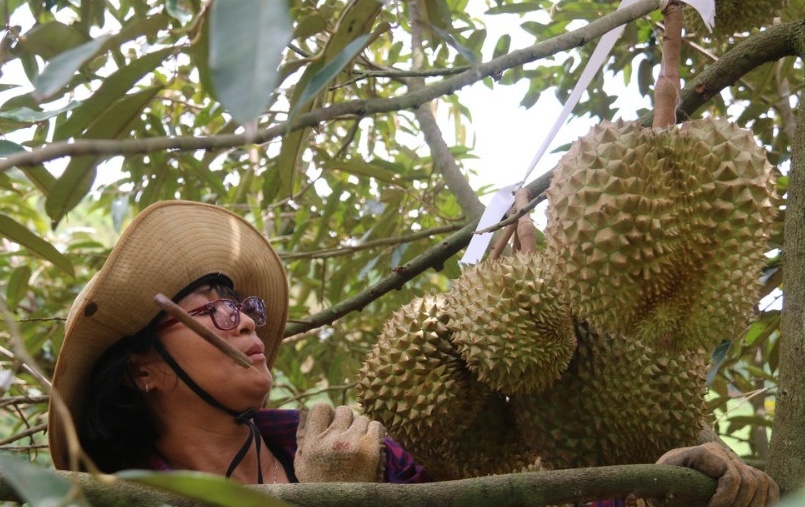 Độc lạ nghề nghe tiếng, ngửi mùi sầu riêng kiếm tiền triệu mỗi ngày