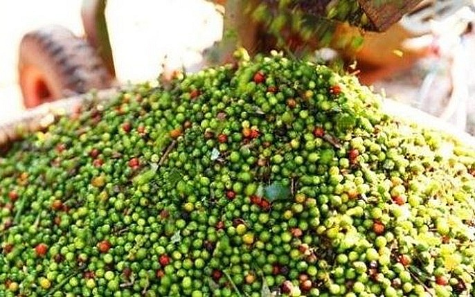 Giá tiêu hôm nay 26/7: Chững lại và đi ngang
