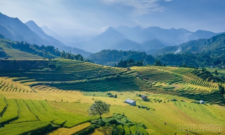 Mê mẩn mùa lúa vàng ở thung lũng Nậm Cang