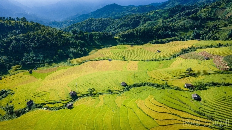Mê mẩn mùa lúa vàng ở thung lũng Nậm Cang