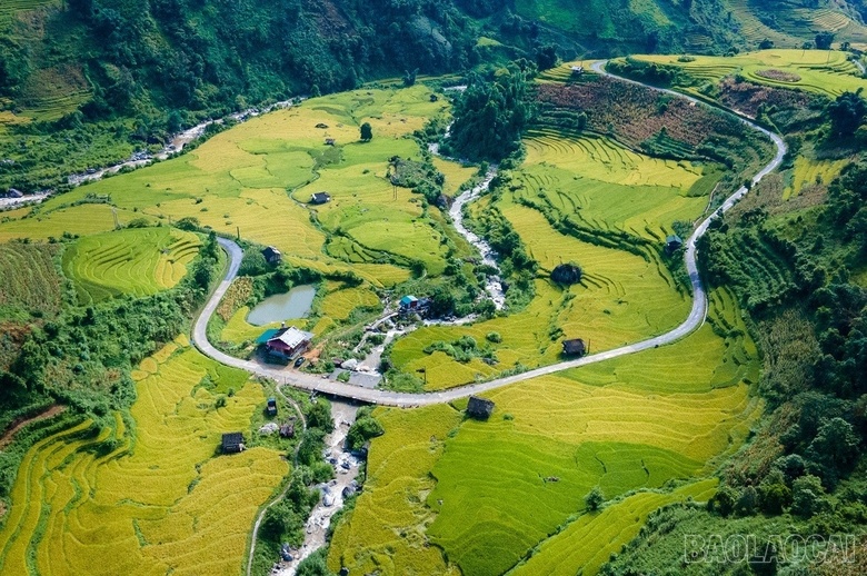 Mê mẩn mùa lúa vàng ở thung lũng Nậm Cang