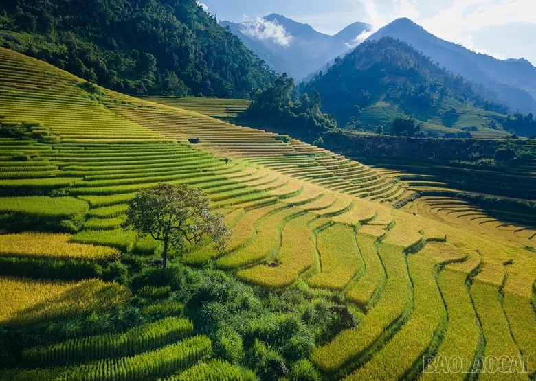 Mê mẩn mùa lúa vàng ở thung lũng Nậm Cang