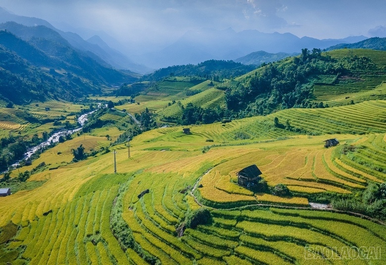 Mê mẩn mùa lúa vàng ở thung lũng Nậm Cang
