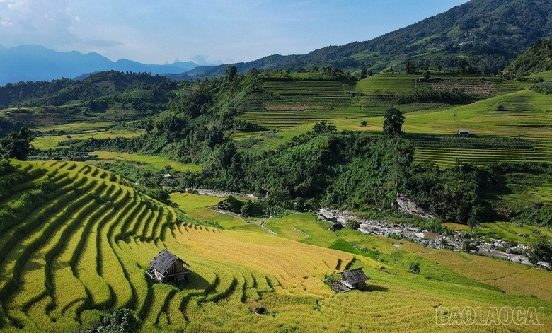 Mê mẩn mùa lúa vàng ở thung lũng Nậm Cang