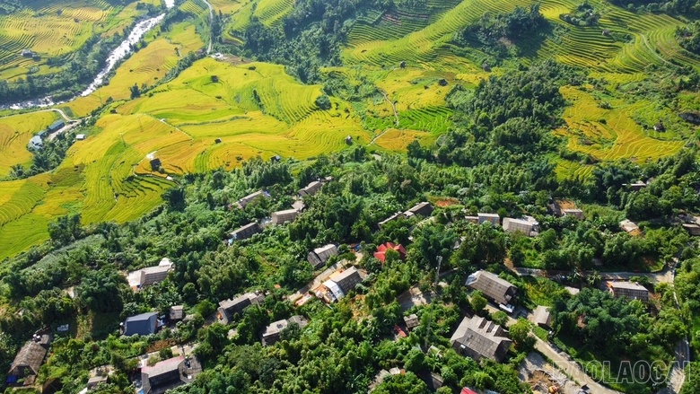 Mê mẩn mùa lúa vàng ở thung lũng Nậm Cang