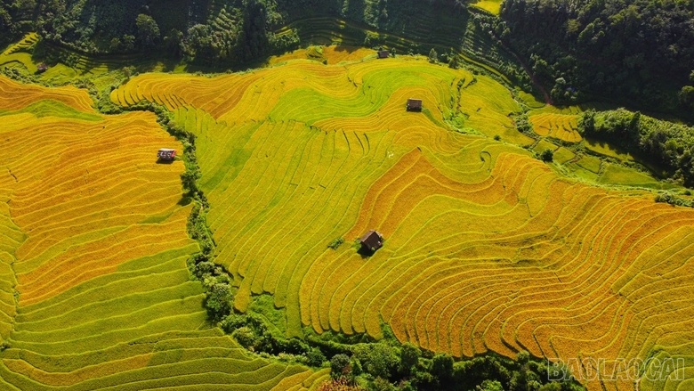 Mê mẩn mùa lúa vàng ở thung lũng Nậm Cang