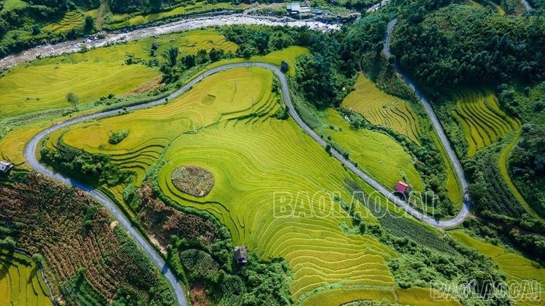 Mê mẩn mùa lúa vàng ở thung lũng Nậm Cang