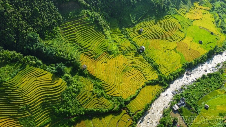 Mê mẩn mùa lúa vàng ở thung lũng Nậm Cang