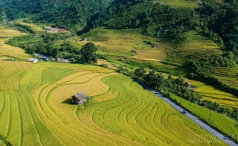 Mê mẩn mùa lúa vàng ở thung lũng Nậm Cang