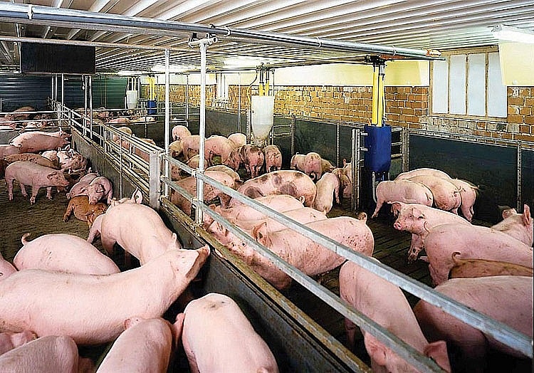 Giá heo hơi hôm nay 30/7: Giảm cao nhất 5.000 đồng/kg