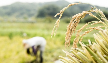 Sau Ấn Độ, thêm Nga và UAE cấm xuất khẩu gạo