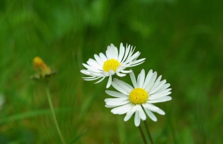 Tử vi ngày 4/8/2023 của 12 cung hoàng đạo: Kim Ngưu cần thư giãn, Sư Tử thất thường