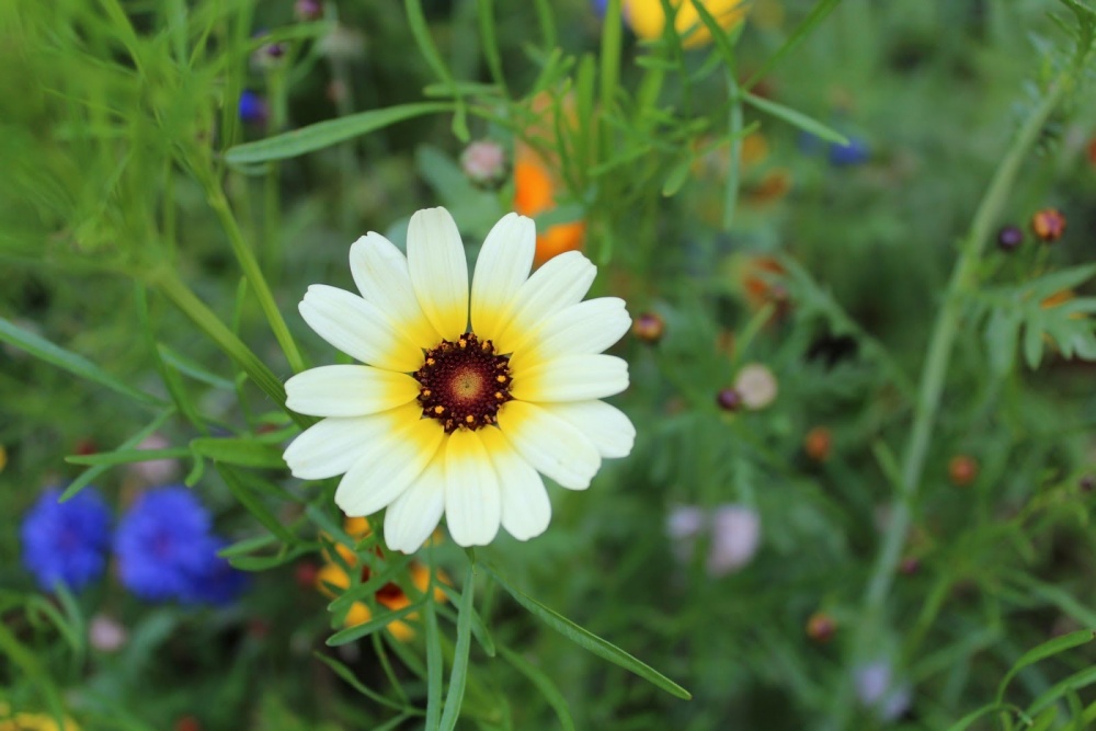 Tử vi ngày 4/8/2023 của 12 cung hoàng đạo: Kim Ngưu cần thư giãn, Sư Tử thất thường Tử vi ngày 4/8/2023 của 12 cung hoàng đạo: Kim Ngưu cần thư giãn, Sư Tử thất thường