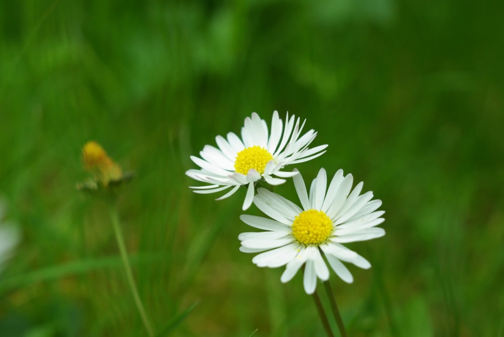 Tử vi ngày 4/8/2023 của 12 cung hoàng đạo: Kim Ngưu cần thư giãn, Sư Tử thất thường Tử vi ngày 4/8/2023 của 12 cung hoàng đạo: Kim Ngưu cần thư giãn, Sư Tử thất thường