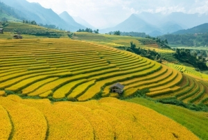 Ngỡ ngàng trước vẻ đẹp tựa tranh vẽ của ruộng bậc thang Sa Pa