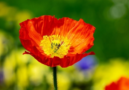 Tử vi ngày 7/8/2023: Tuổi Ngọ được đánh giá cao, tuổi Hợi dẫn đầu xu hướng