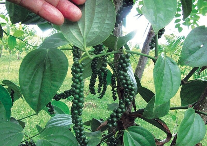Giá tiêu hôm nay 10/8: Đi ngang và ổn định
