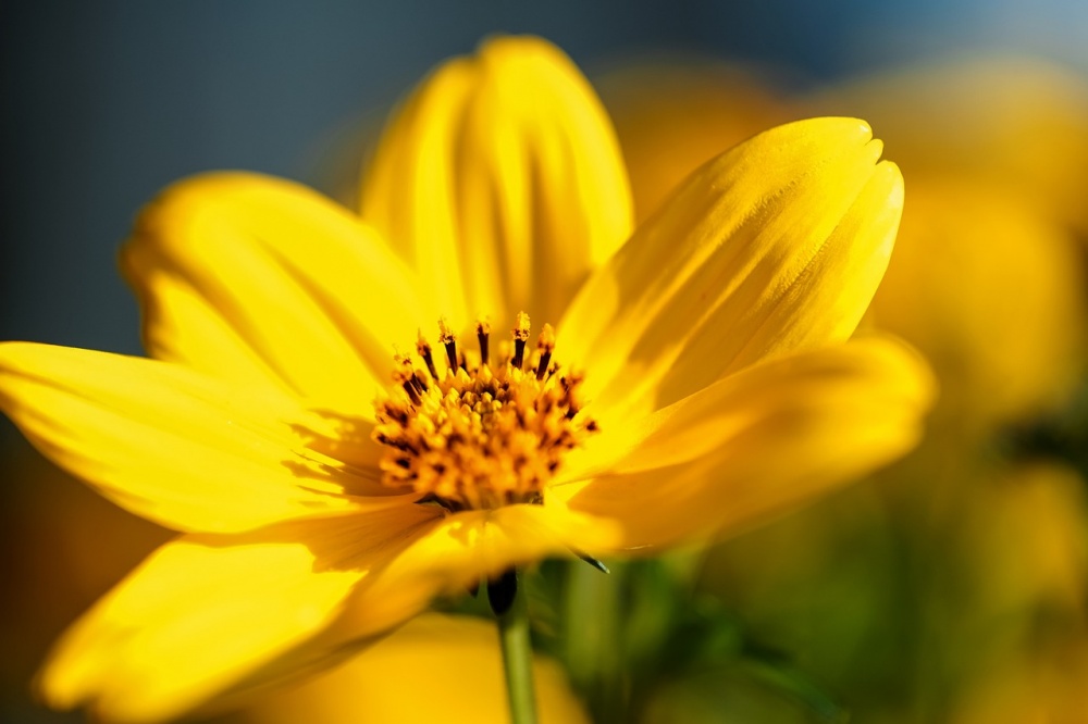 Tử vi ngày 13/8/2023 của 12 cung hoàng đạo: Cự Giải cần thay đổi, Bọ Cạp bất an Tử vi ngày 13/8/2023 của 12 cung hoàng đạo: Cự Giải cần thay đổi, Bọ Cạp bất an