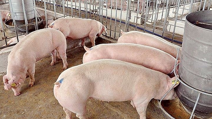 Giá heo hơi hôm nay 13/8: Thị trường biến động không đồng nhất trong tuần